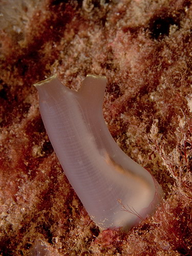 Ciona intestinalis